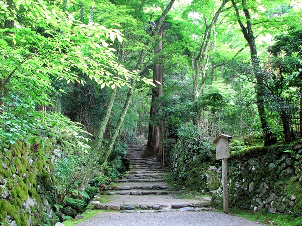 モリアオガエル